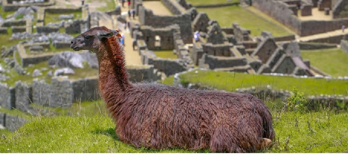 llamas en Machu Picchu