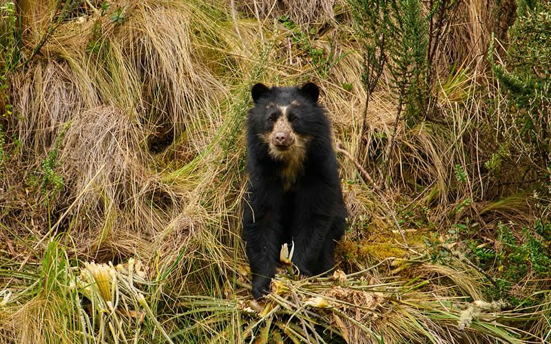 Best Month To Visit Peru Summer