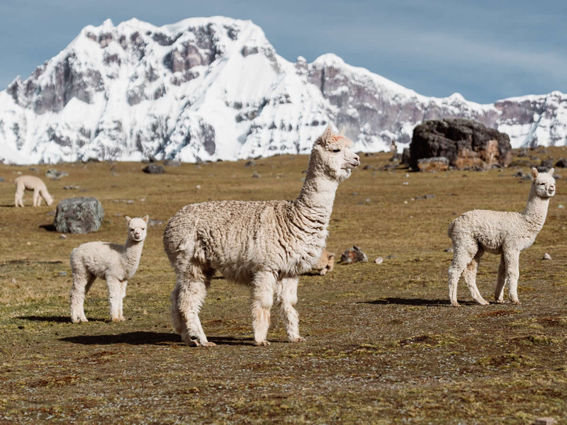 Best Hikes In Peru Wildlife