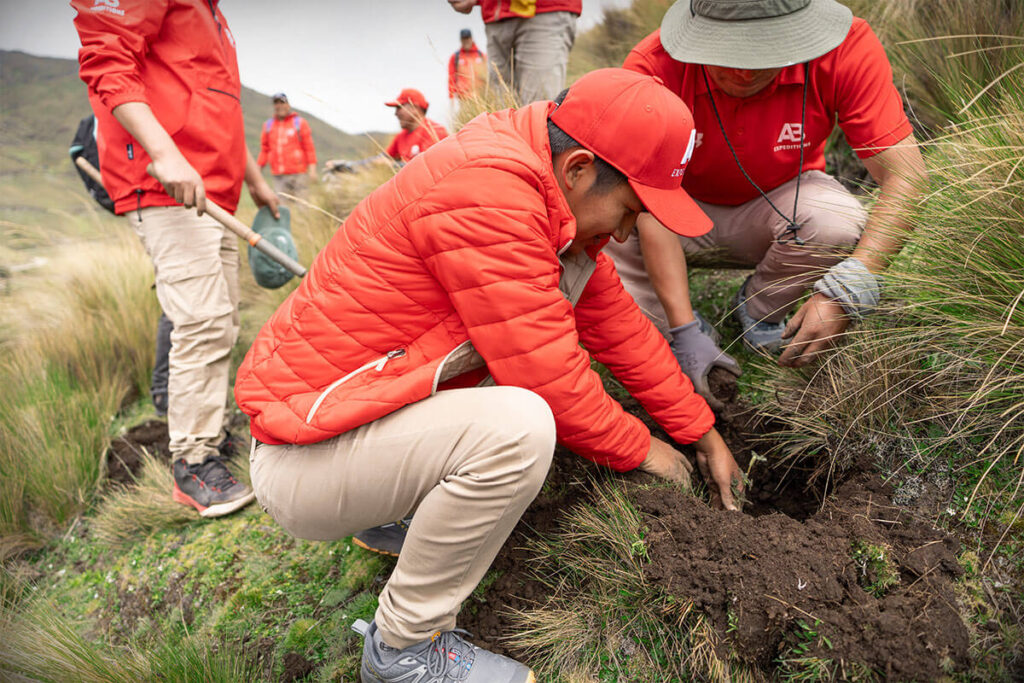 digging a hole to plant polylepis