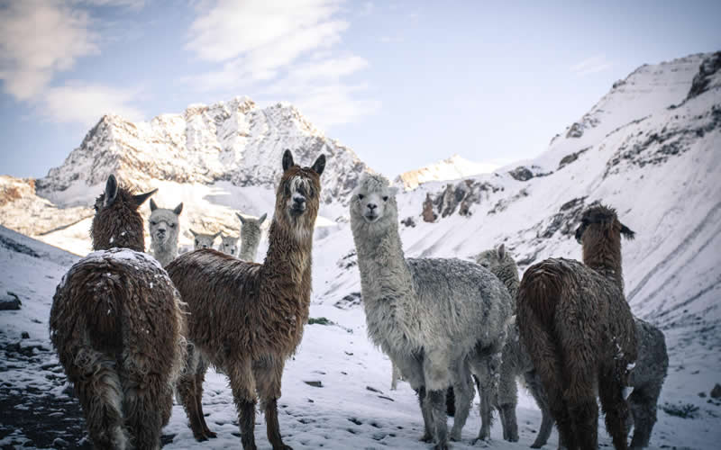 Fun Facts About The Incas Sacred Animals